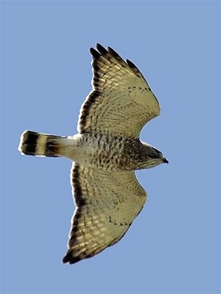 Broadwing Hawk 1